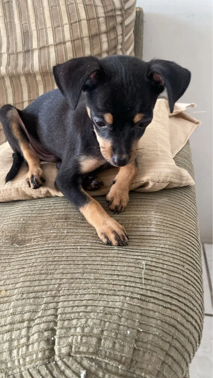 Filhote Pinscher - Uma fofura!