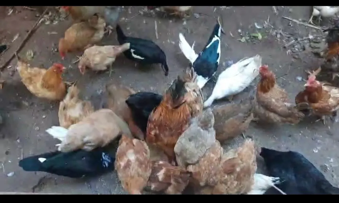 Galinhas e patos para venda