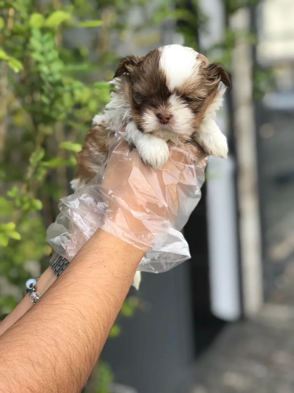 Shih Tzu com garantias e suporte veterinário gratuito