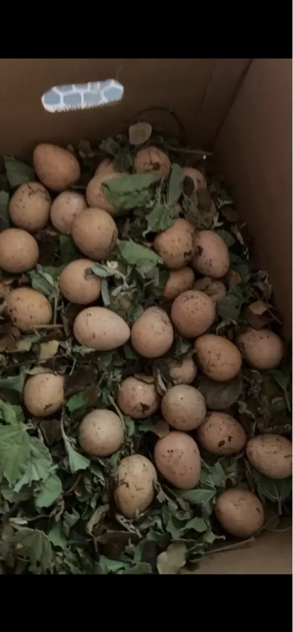 Ovos de Sacué (galinha da angola)  Galados para chocar