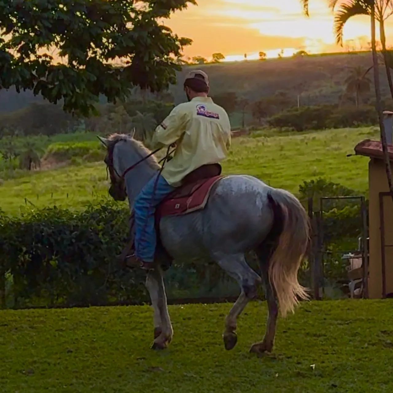 Cavalo Quarto de Milha  - Foto 4