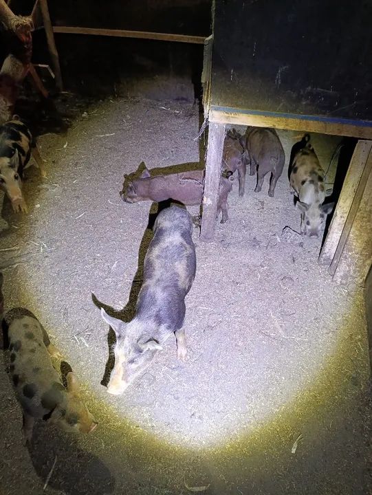 Venda de leitões  - Foto 4