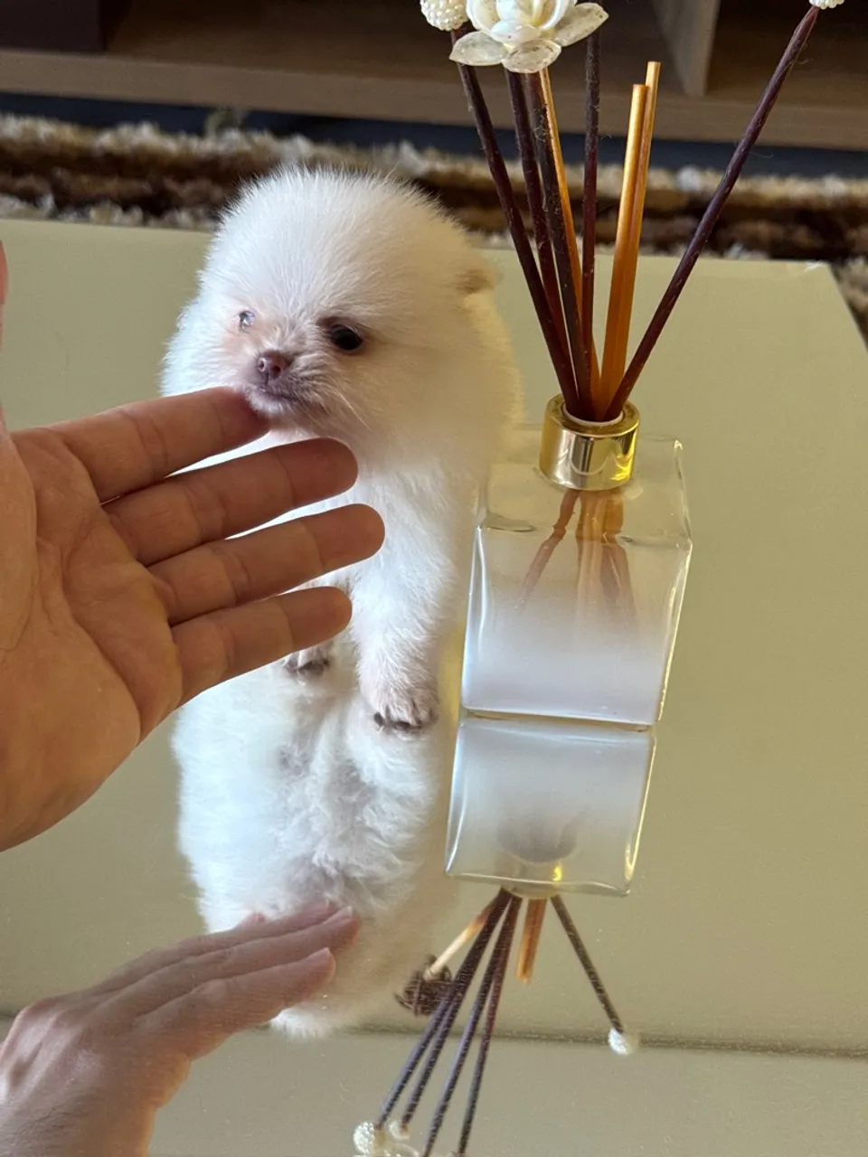 Filhote de Spitz Alemão - Pelúcia de Patas!