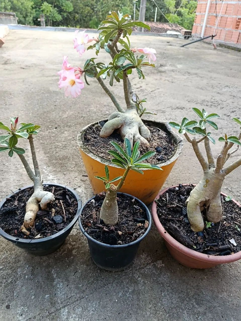 4 rosas do deserto por 80 . - Foto 3