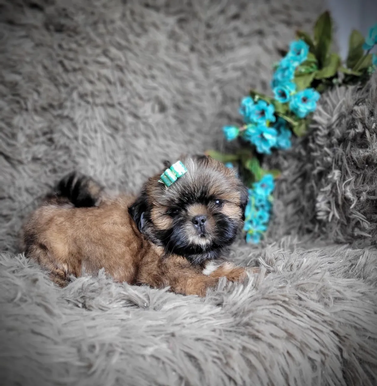 Shih tzu filhote macho 