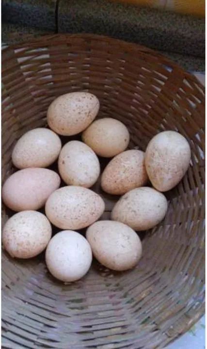 Ovos de Peru Galados  - Foto 2