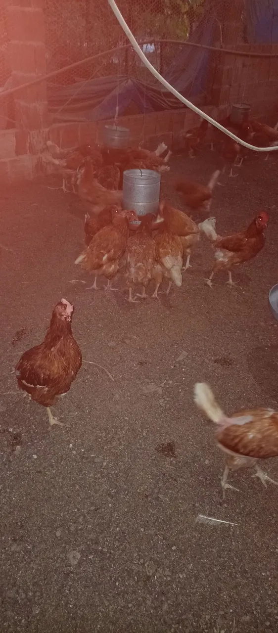 Galinha pé seco do sistema caipira e frango de corte