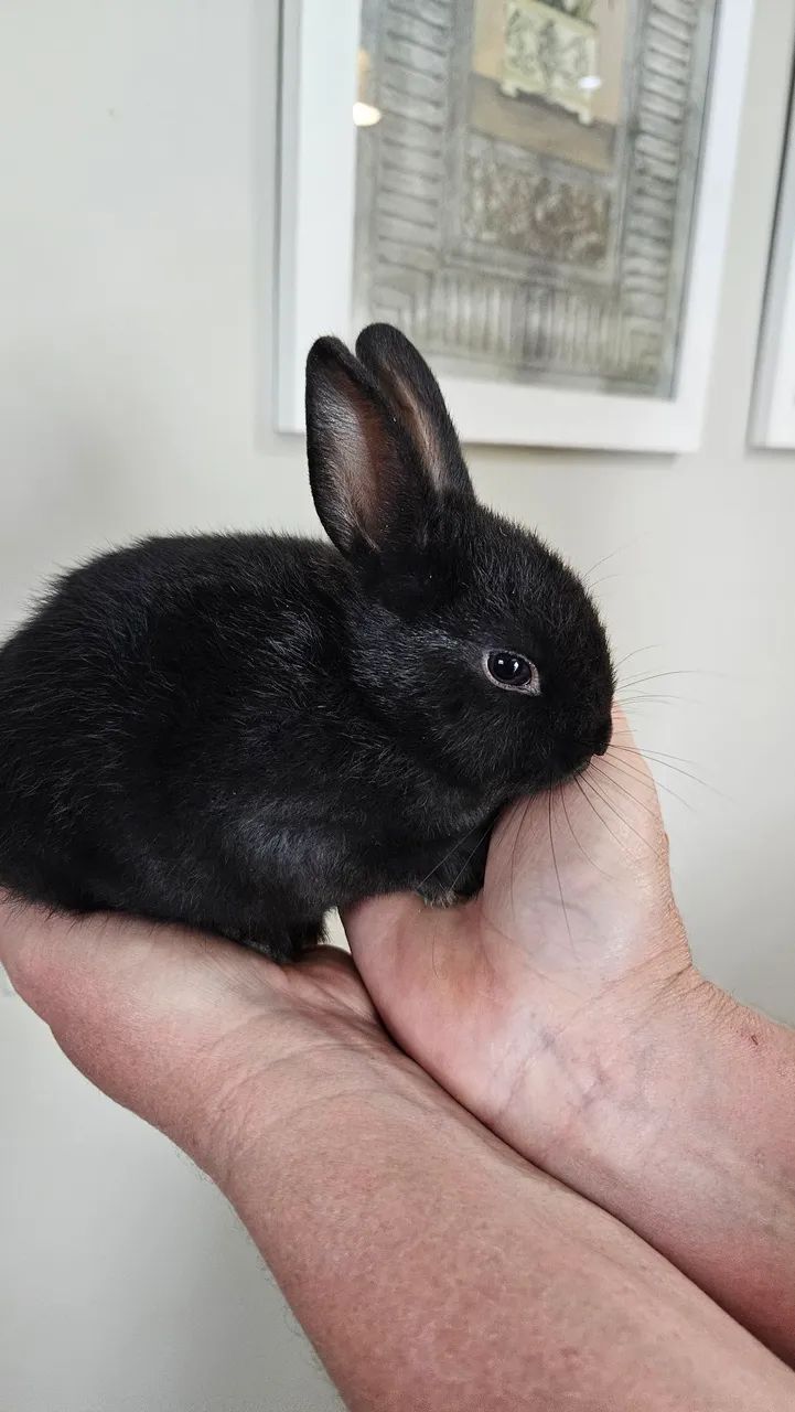 Coelho mini anão Black  - Foto 2