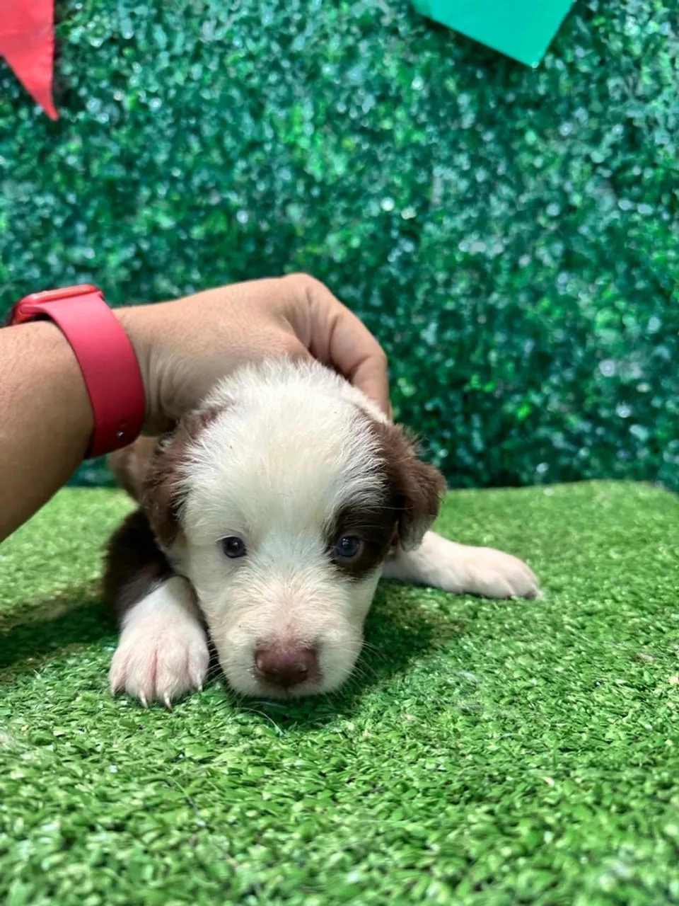 ? Lindos filhotes de Border Collie disponíveis! ?