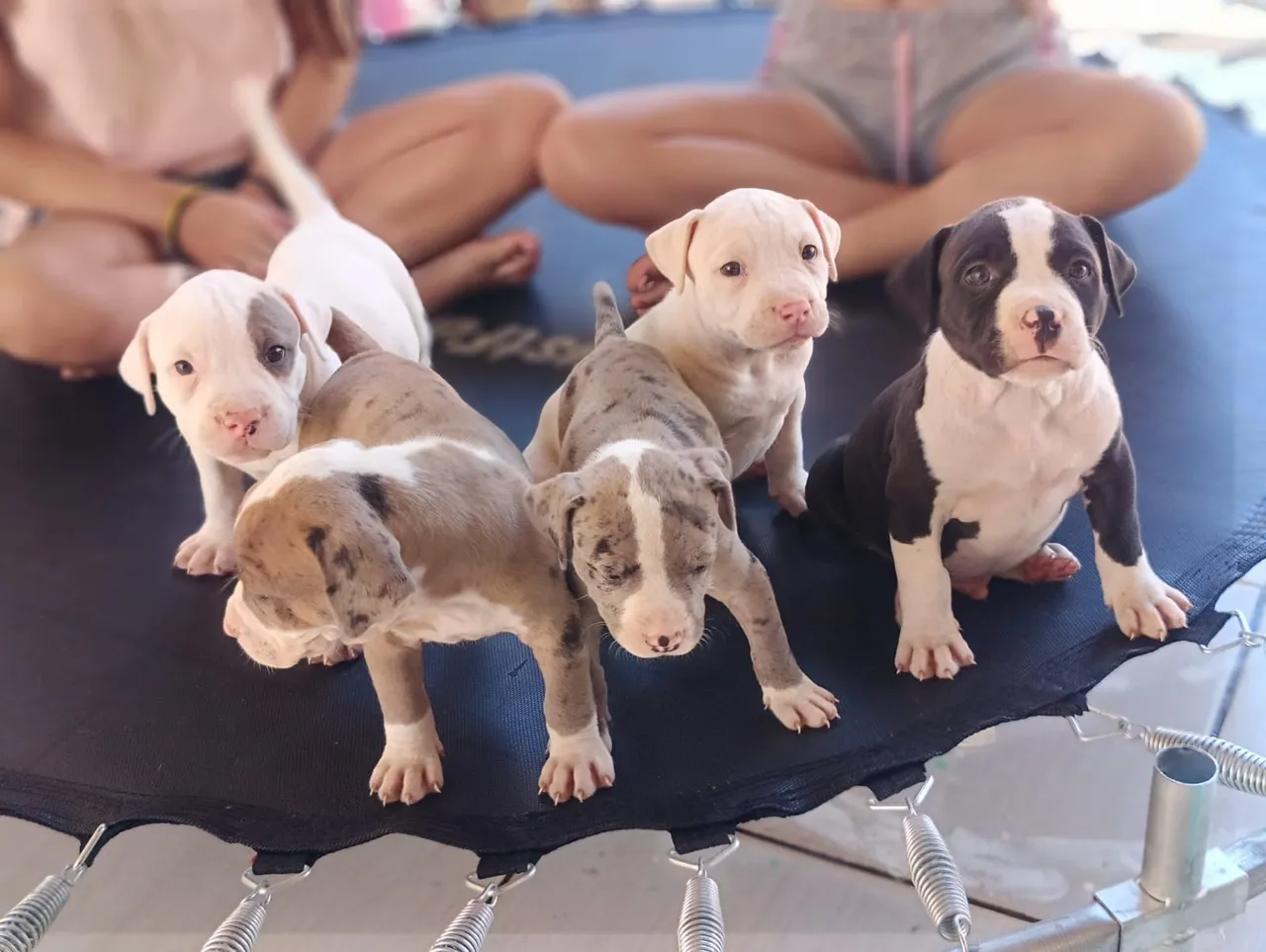 Filhotes de pitbull