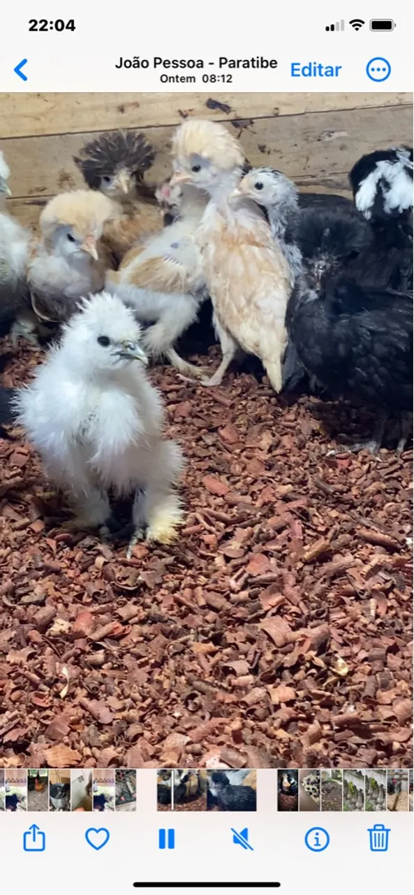 Filhotes de galinha sedosa