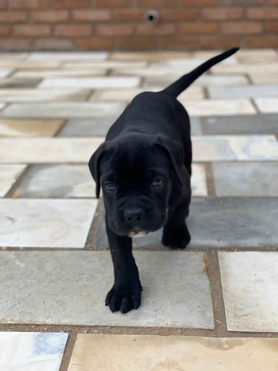 Filhotes De Cane Corso Italiano Com Pedigree  - Foto 4