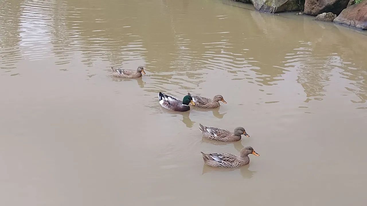 Marrecos Rouen, Galinhas Caipira e Angola  - Foto 3