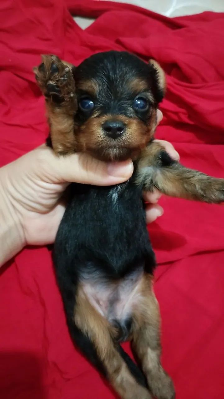 Yorkshire Terrier filhote - Foto 5