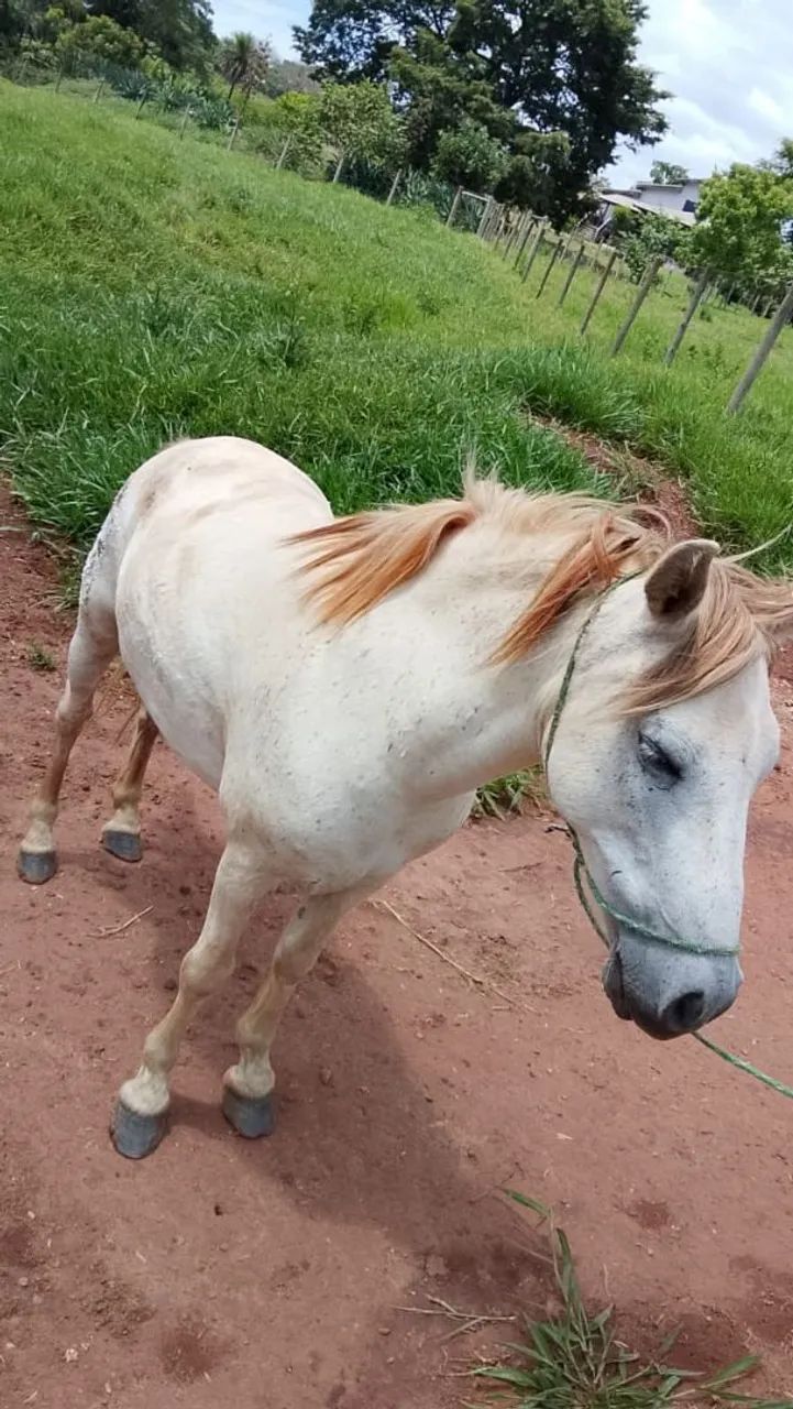 Cavalo Mestiço! - Foto 2