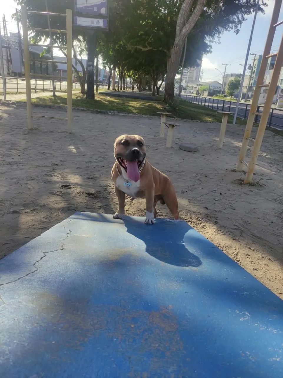 American Bully  - Foto 5