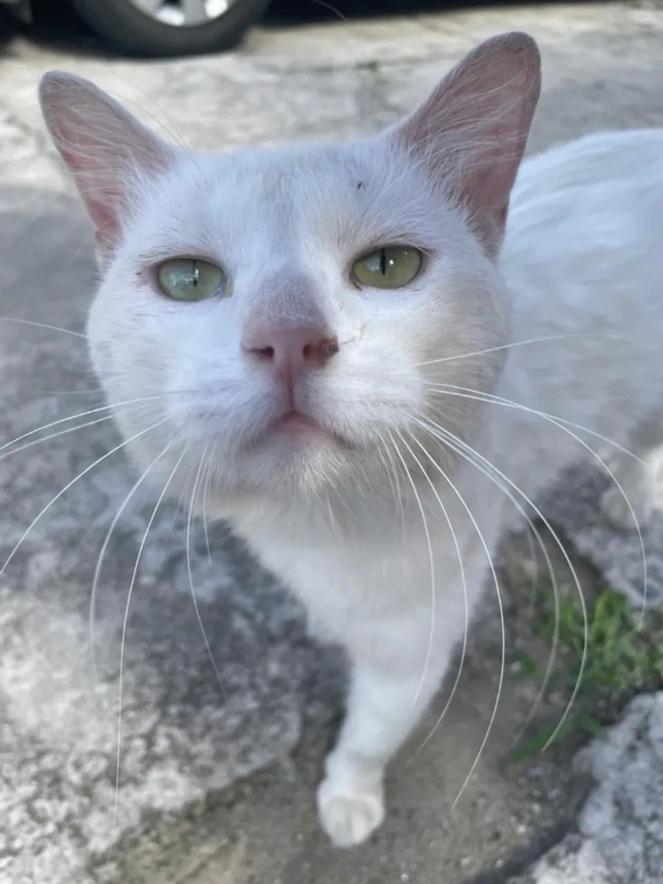 Adoção Gato macho 
