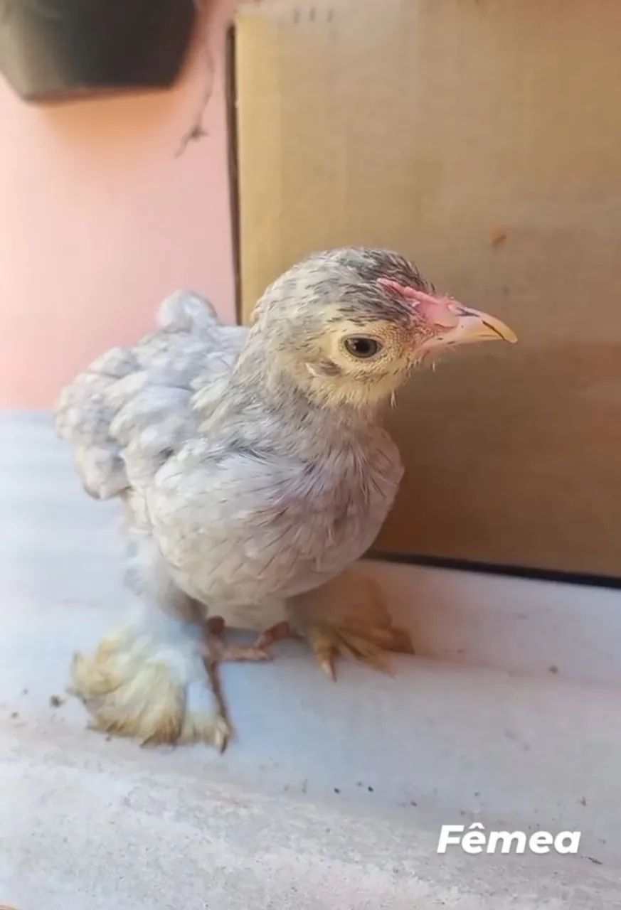 Galinhas e galos de mini cochin - Foto 3