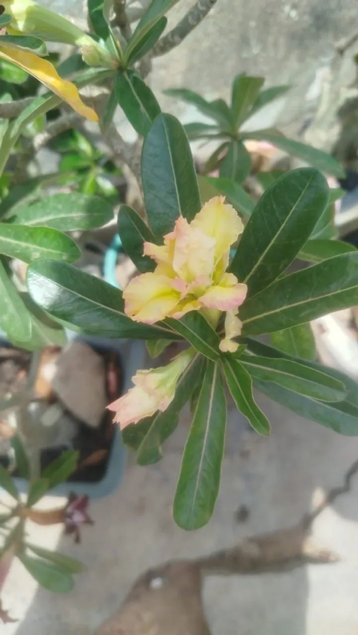 Vende se rosa do deserto  - Foto 4
