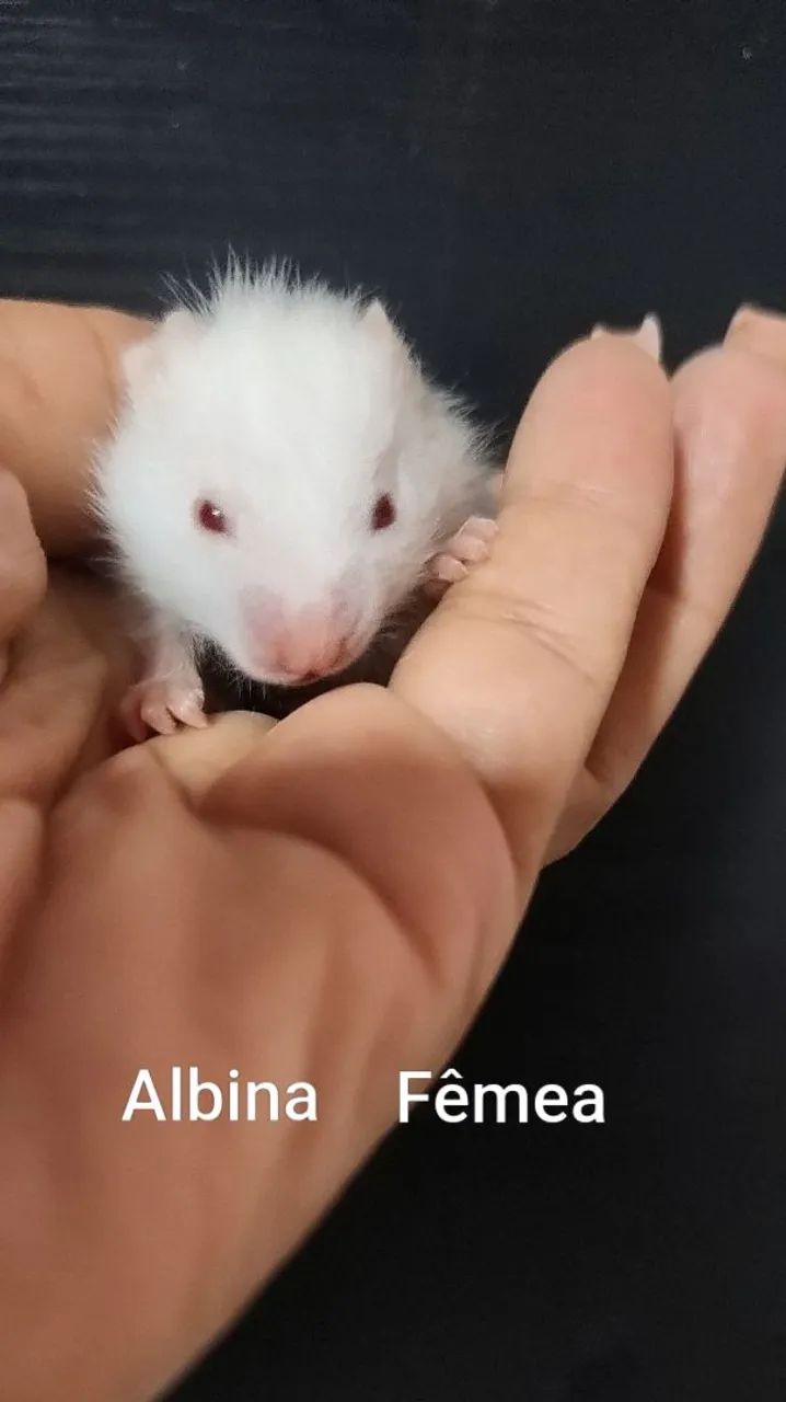 HAMASTER SÍRIOS FILHOTES - Foto 4