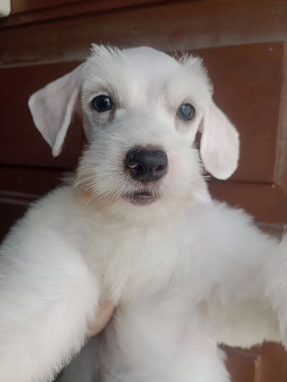 Schnauzer Miniatura macho  - Foto 2