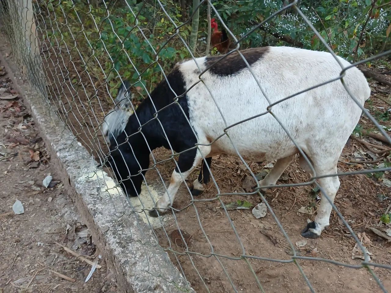 Carneiro  macho  - Foto 2