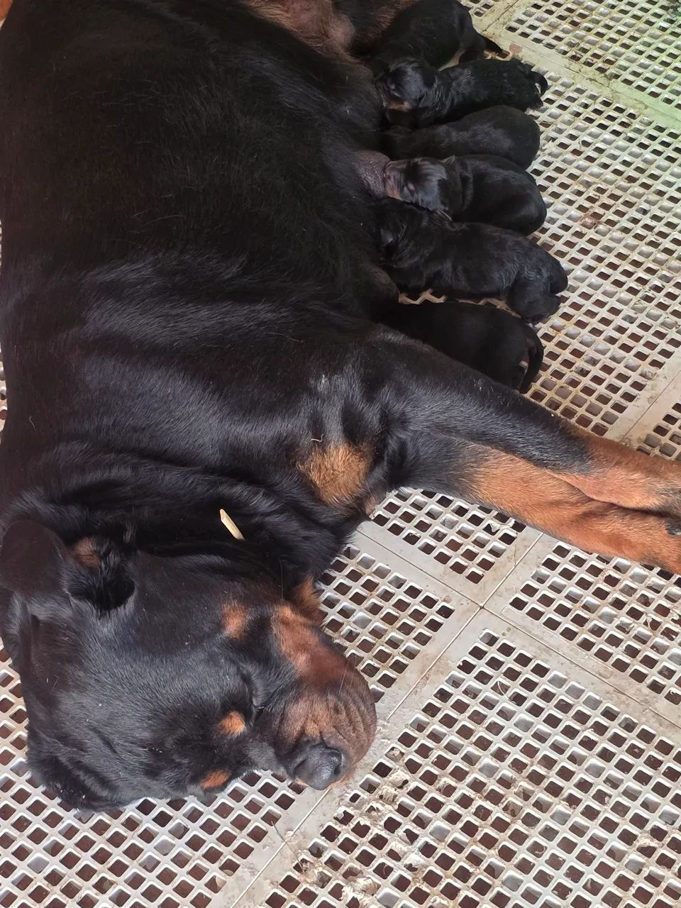 Filhotes com Pedigree  - Foto 2