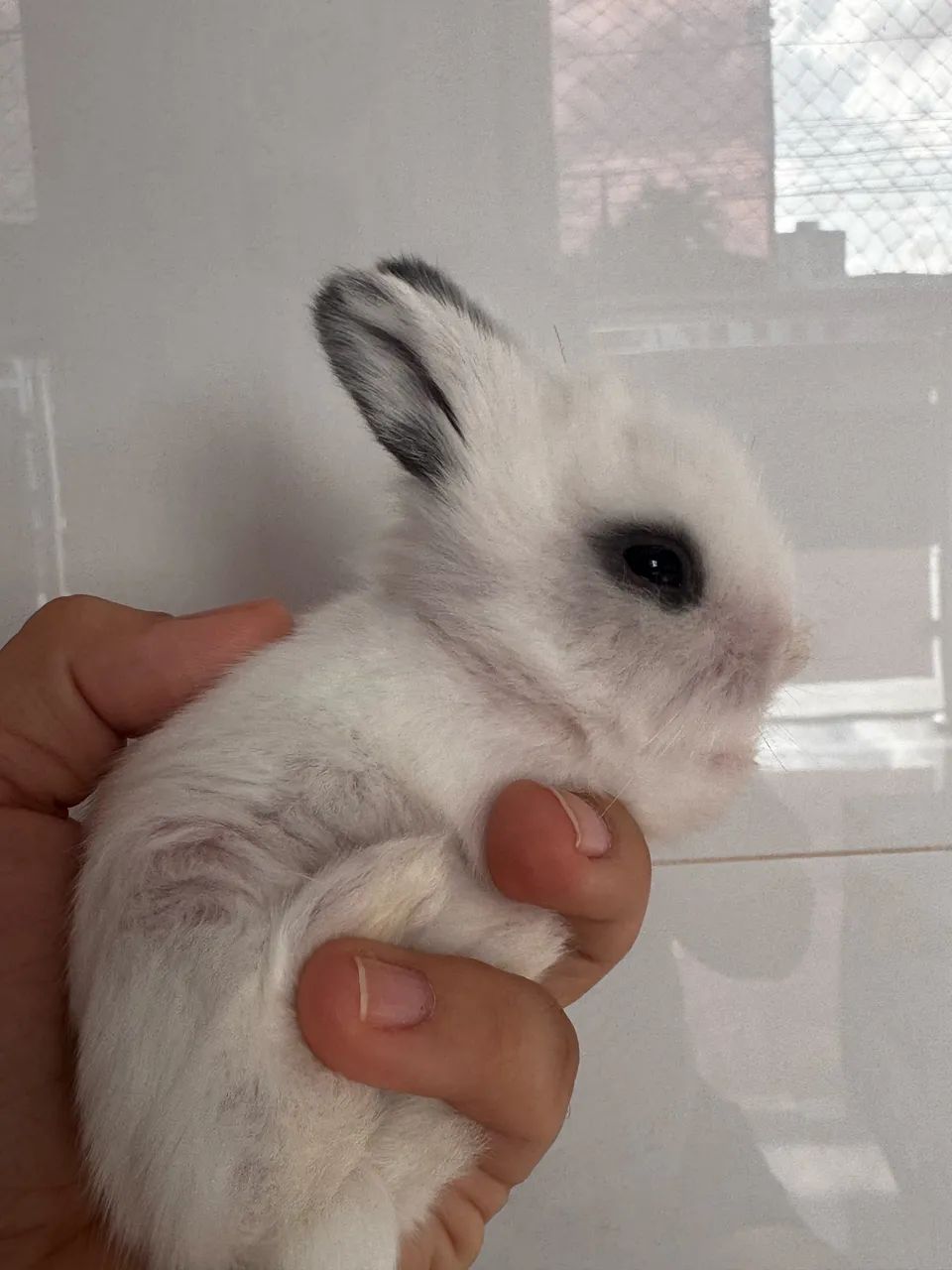 Mini coelho  - Foto 2