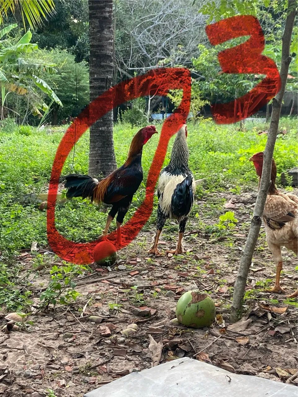 Galos e Galinhas  - Foto 2