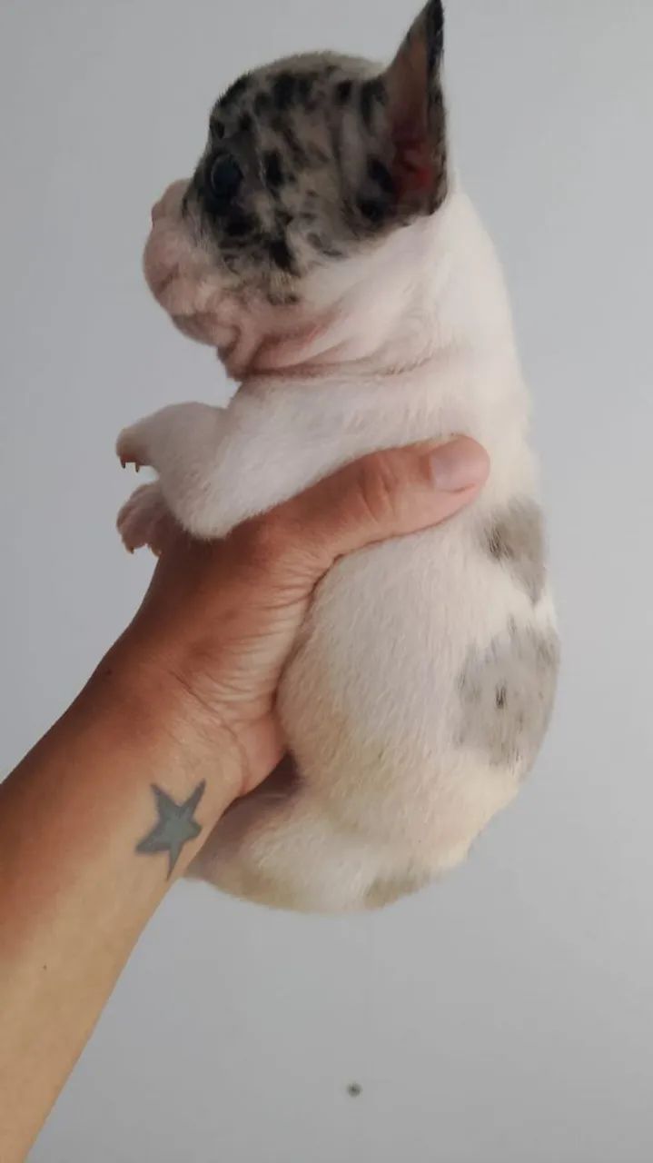 Bulldog francês merle - Foto 4