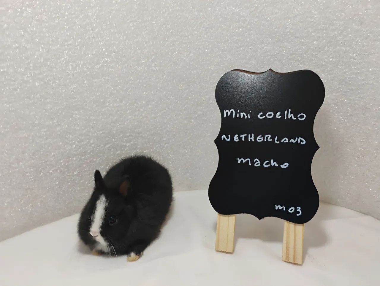 Mini Coelhos Filhotes com 31 dias de vida  - Foto 4