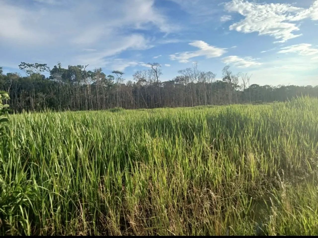 Vendo chácara  - Foto 4