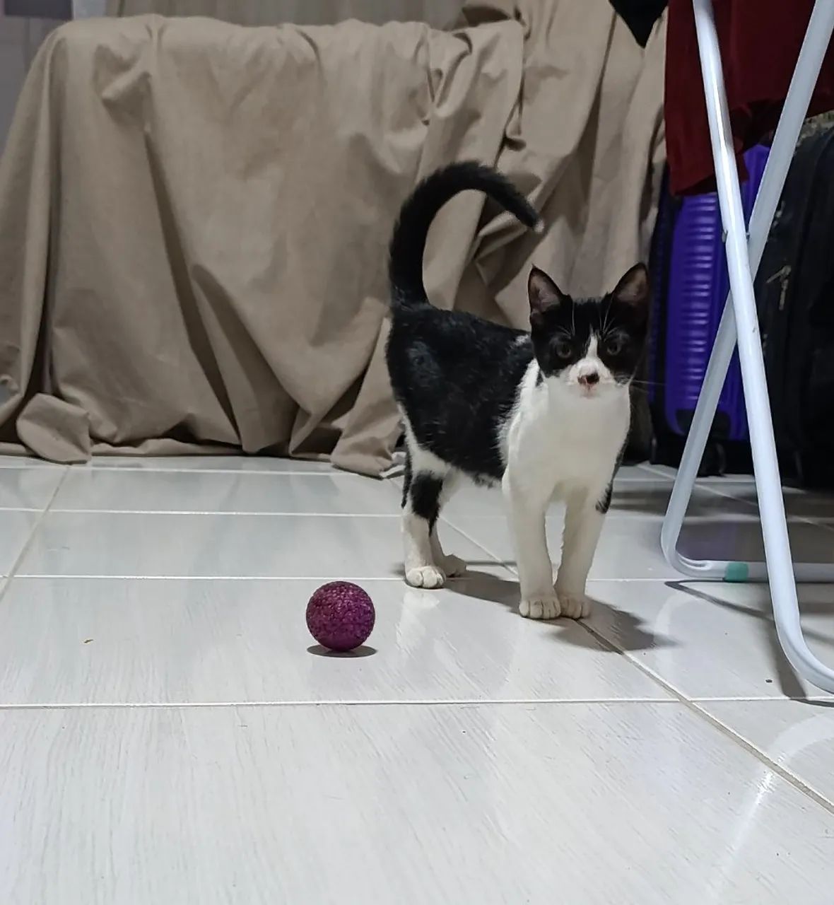 Gata para adoção! - Foto 3