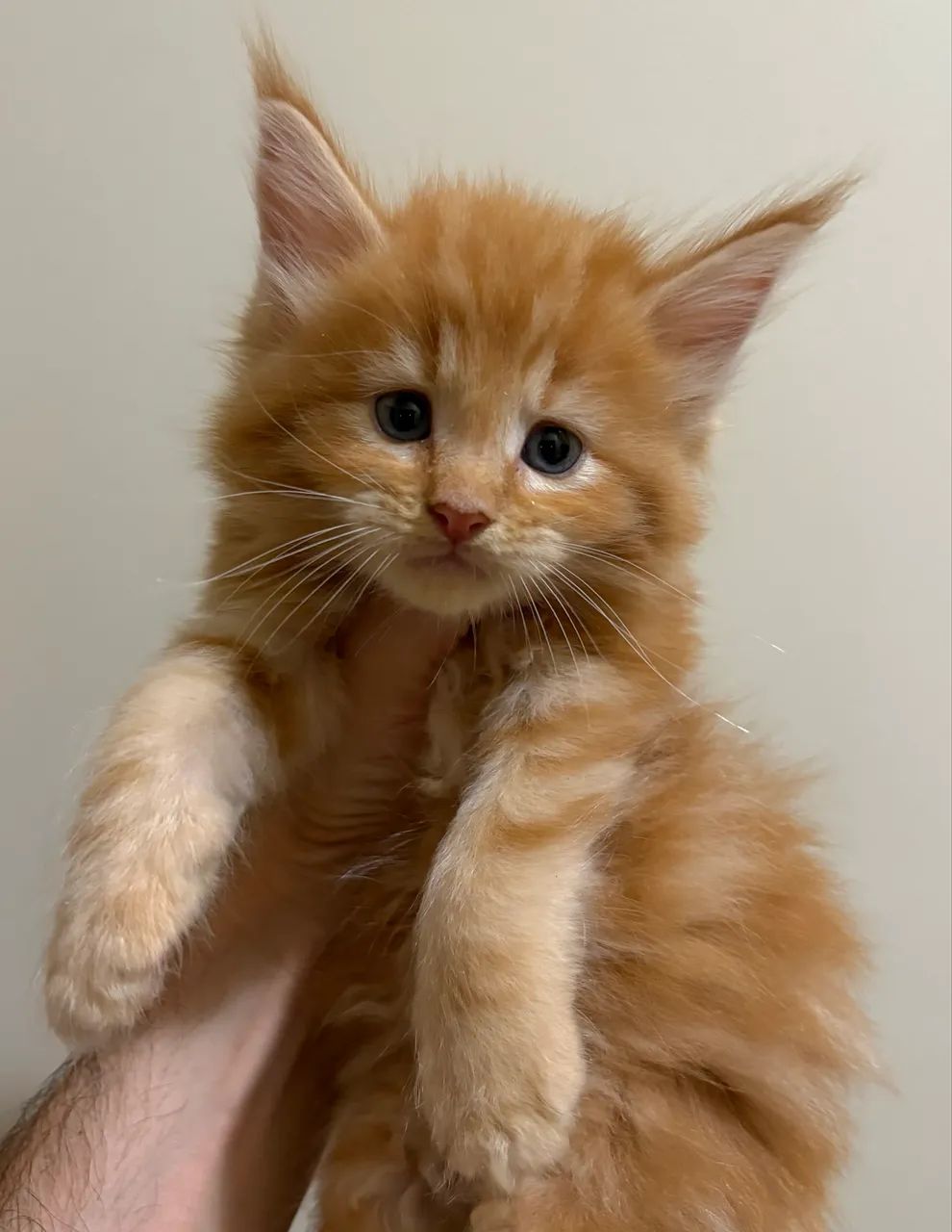 Filhotes de gato Maine Coon disponíveis  - Foto 2