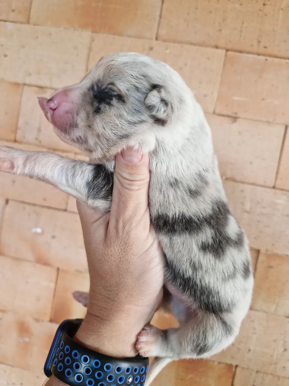 Filhotes de Border Collie  - Foto 5