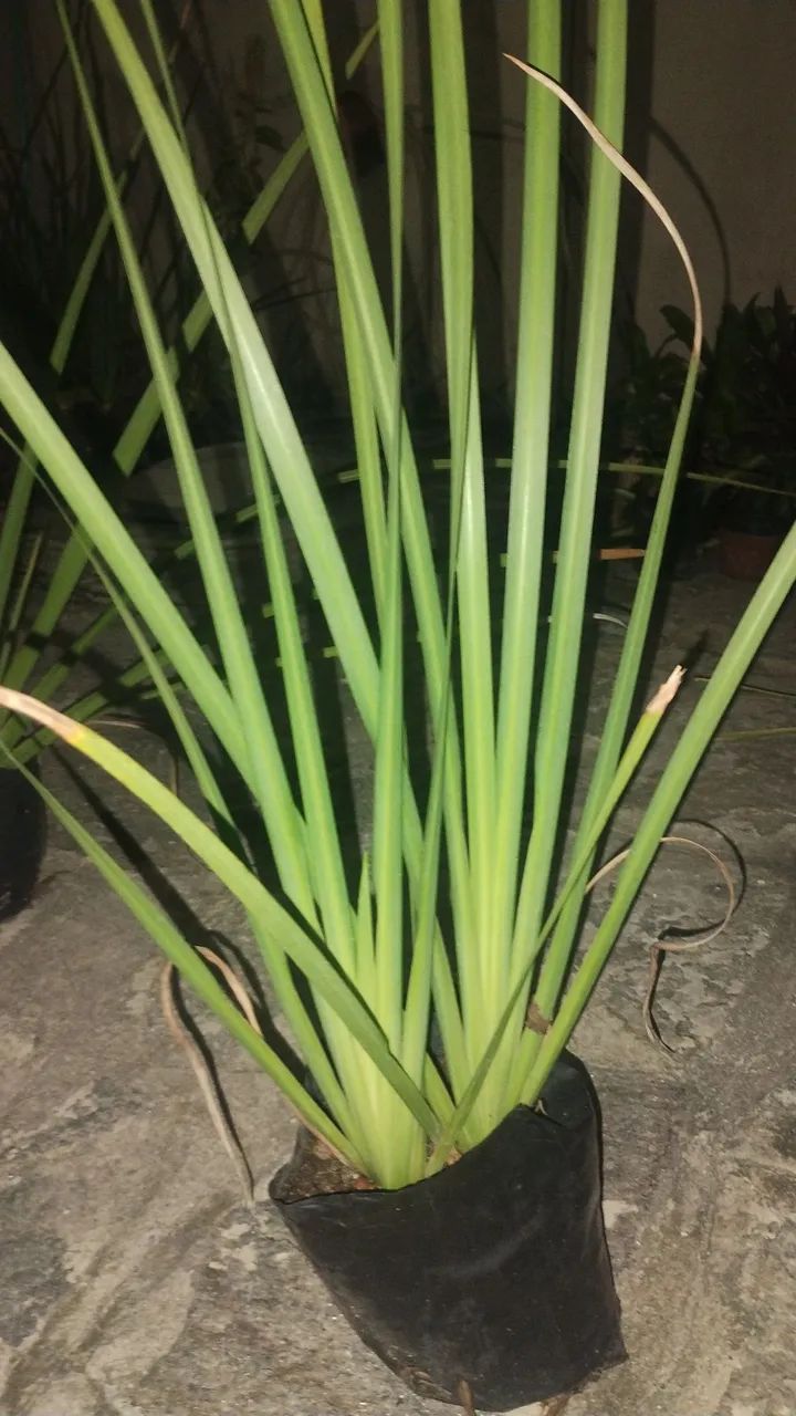 Plantas e Jardinagem  - Foto 3