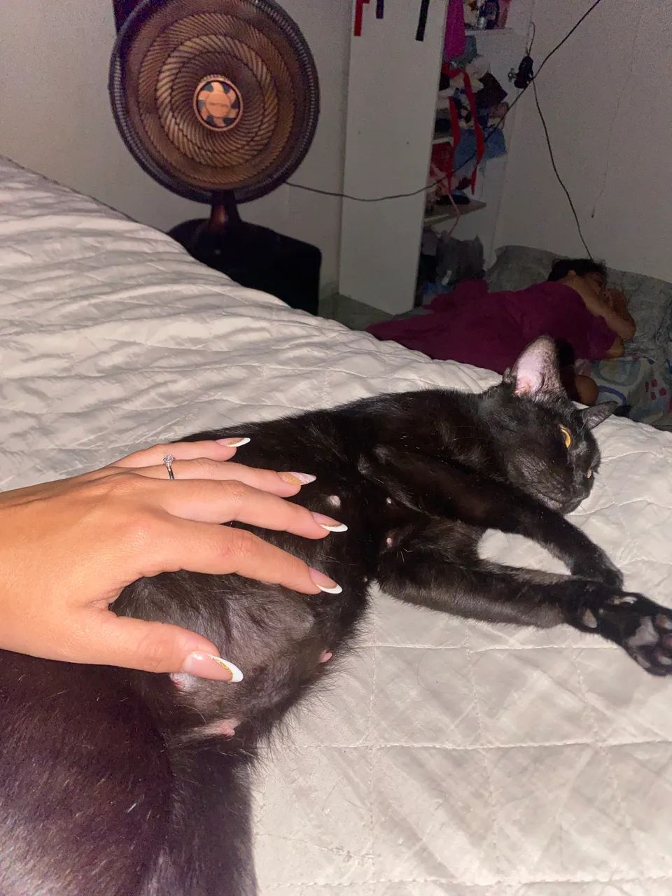 Filhotes de gato - Foto 2