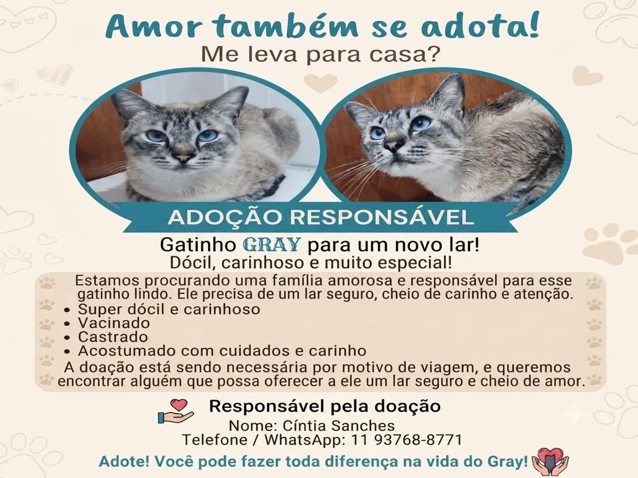Gatinho Dócil para Adoção 