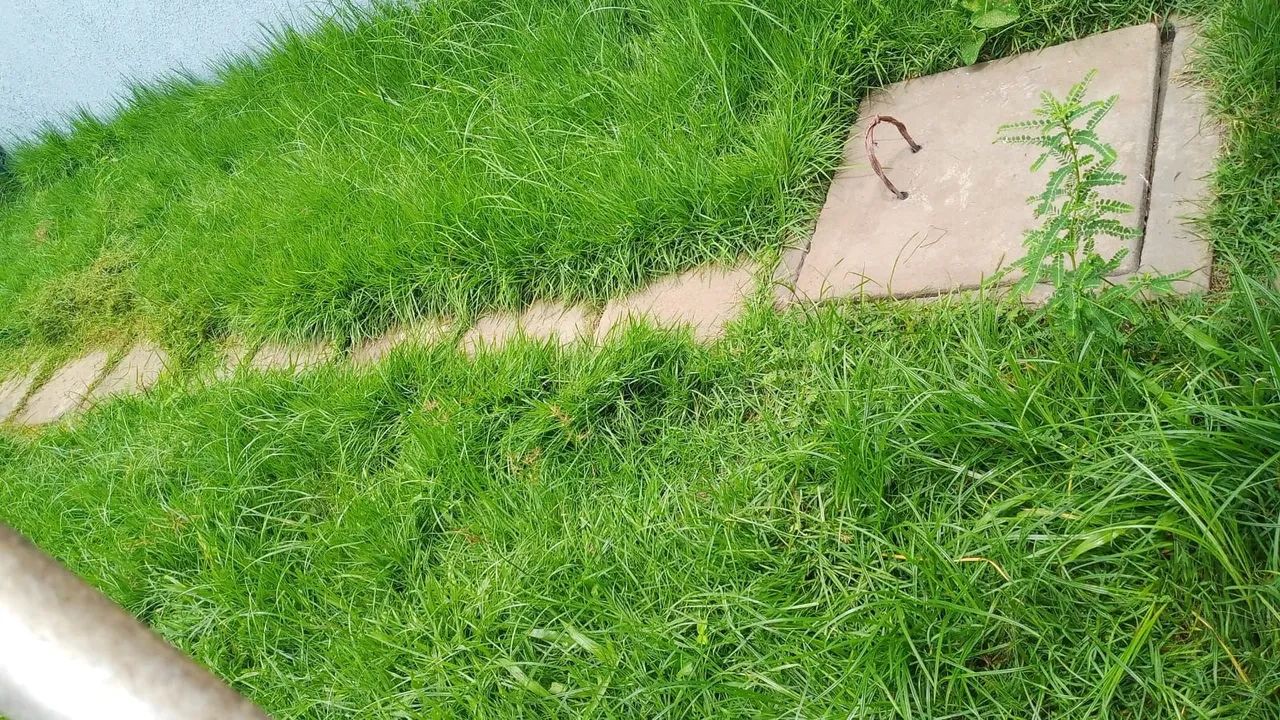 Jardinagem e paisagismo 