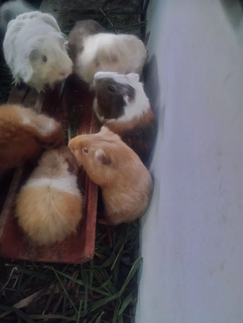 Porquinhos da Índia Mestiços  - Foto 2