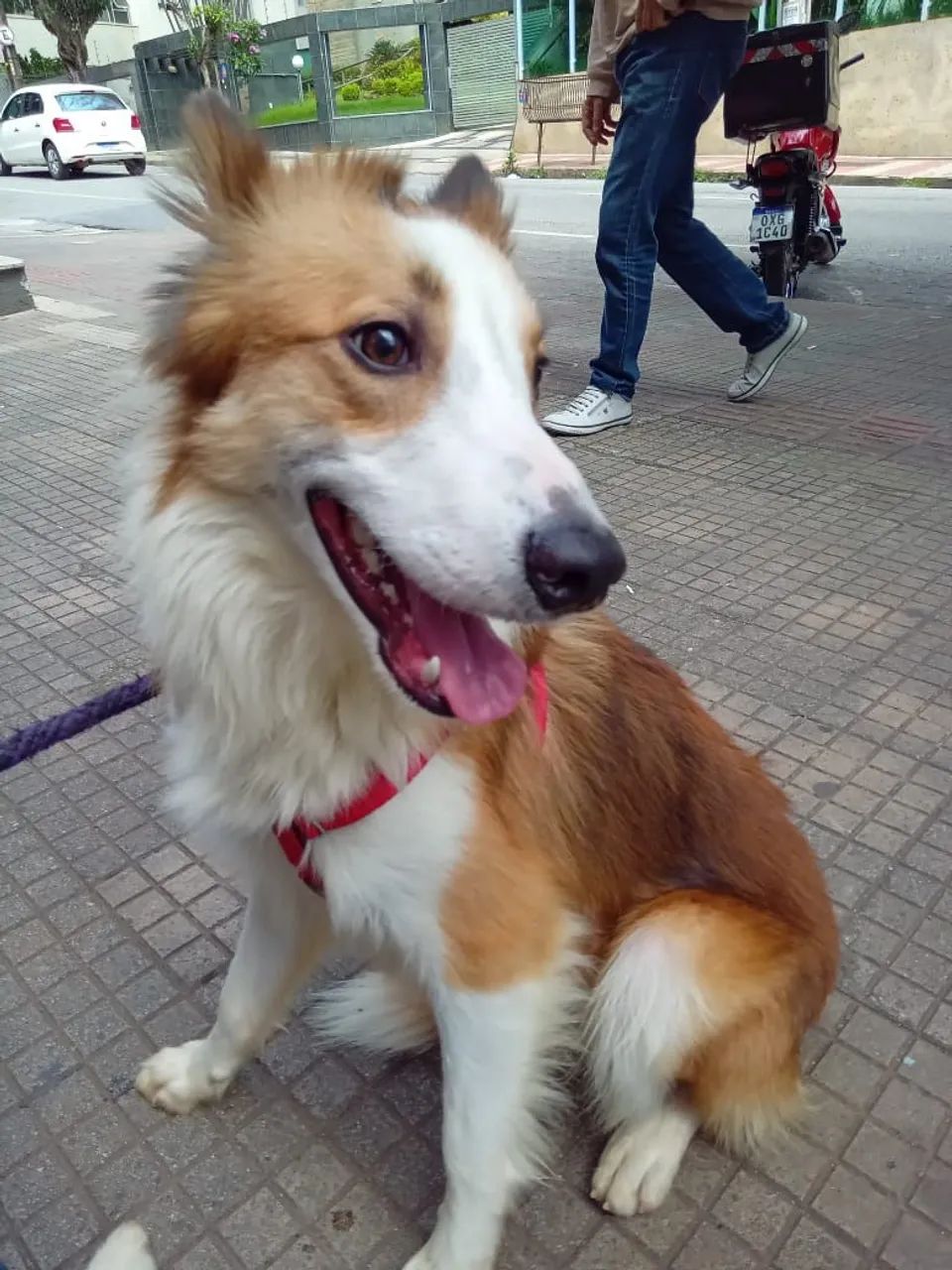 Boder collie com pedigree  - Foto 2