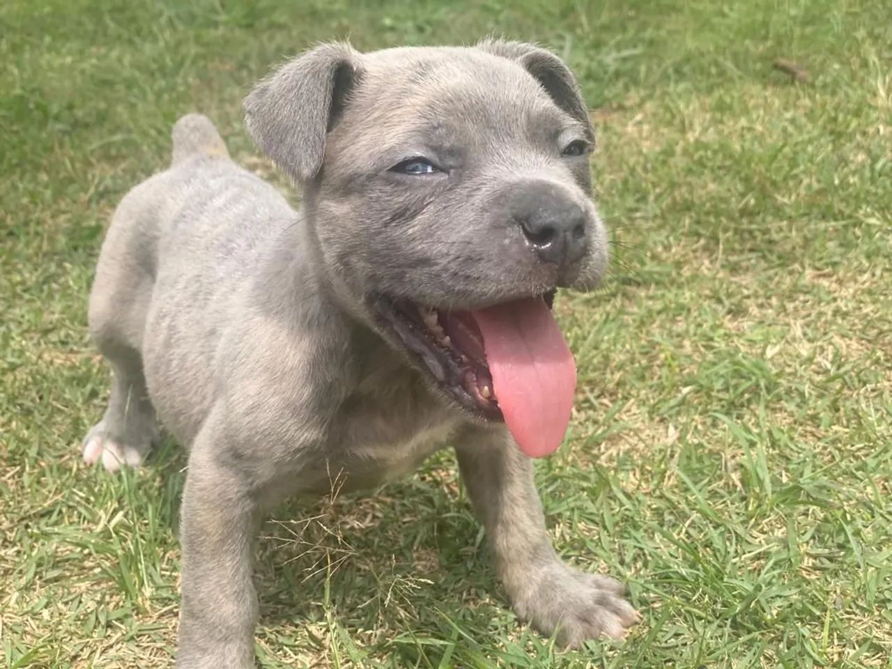 Cane corso com pedigree machos e fêmeas  - Foto 2