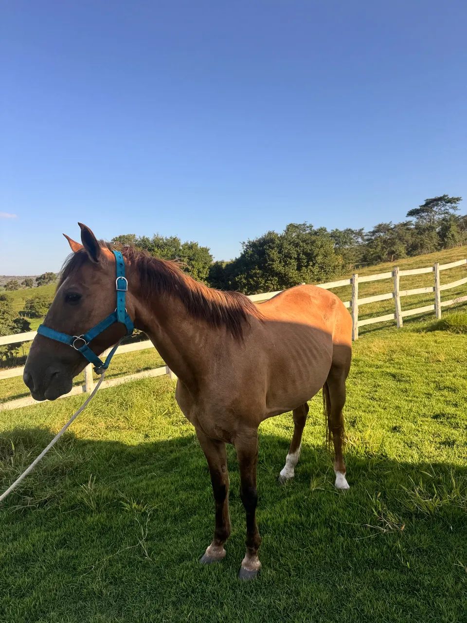 Cavalo campolino andador manso pra qualquer um andar.