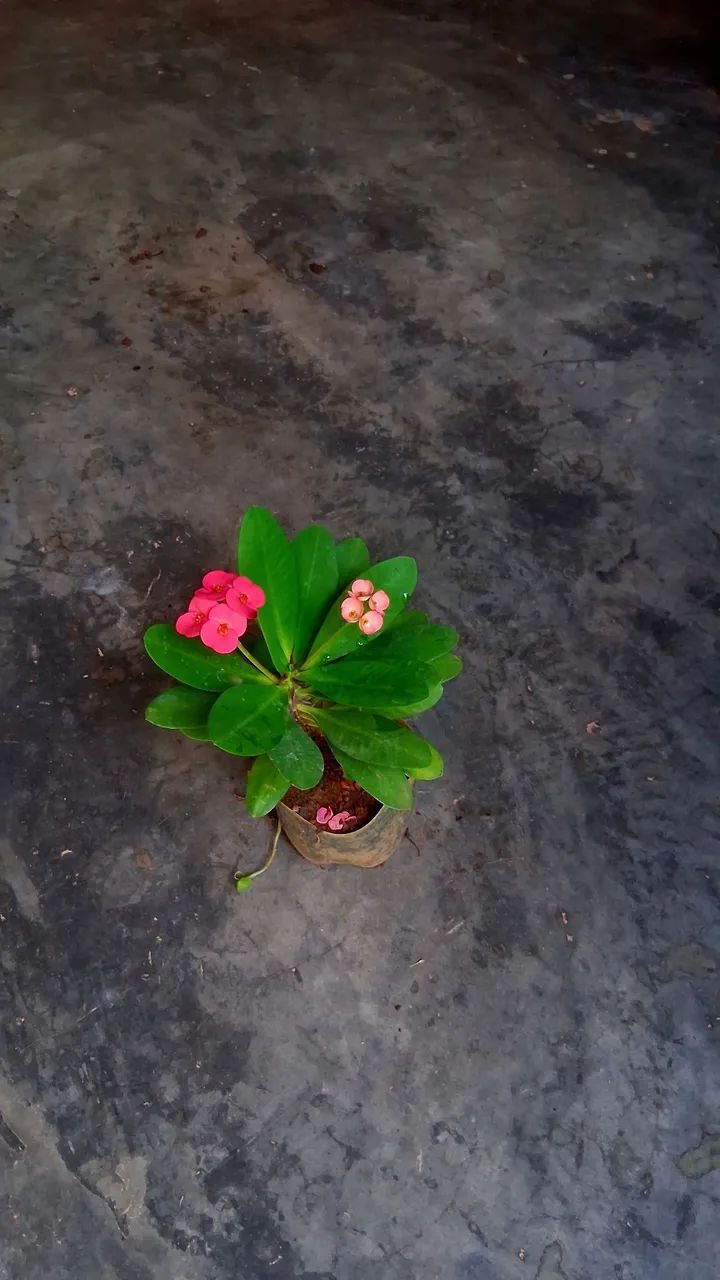 Coroa de Cristo cor de rosa 
