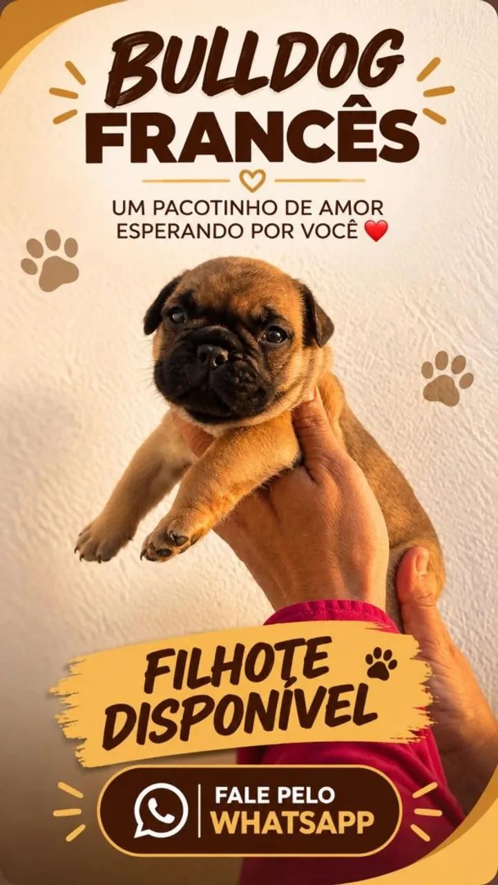Buldogue Francês  - Foto 2