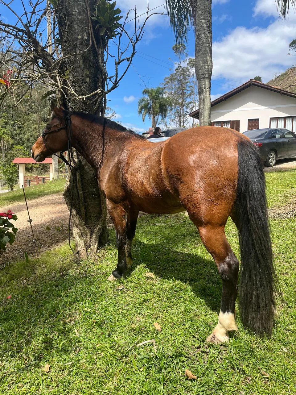 Vendo égua crioula colorada - Foto 4