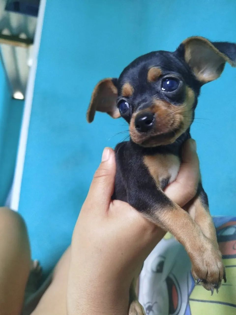 Pinscher  - Foto 3