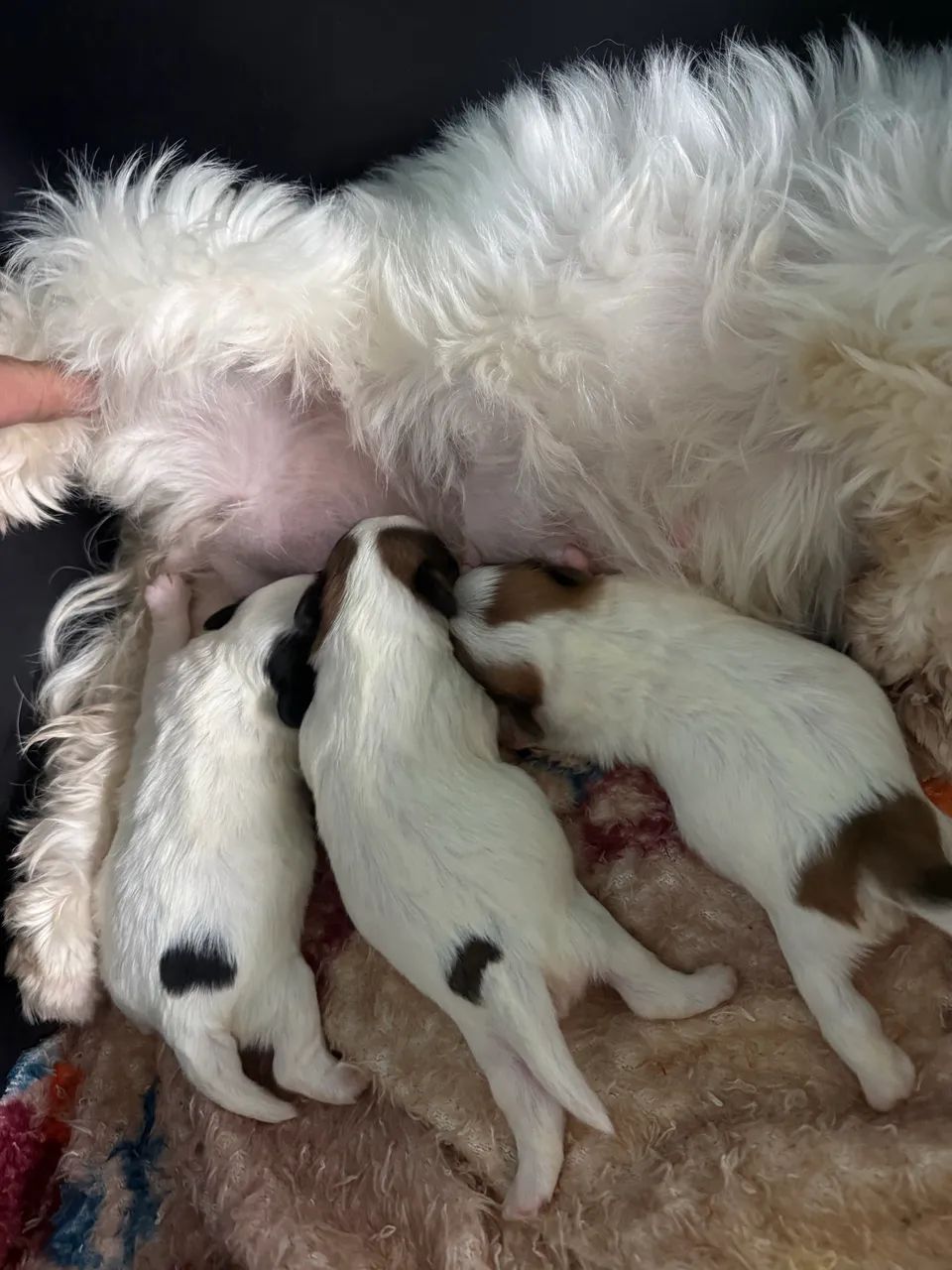 Shi-tzu