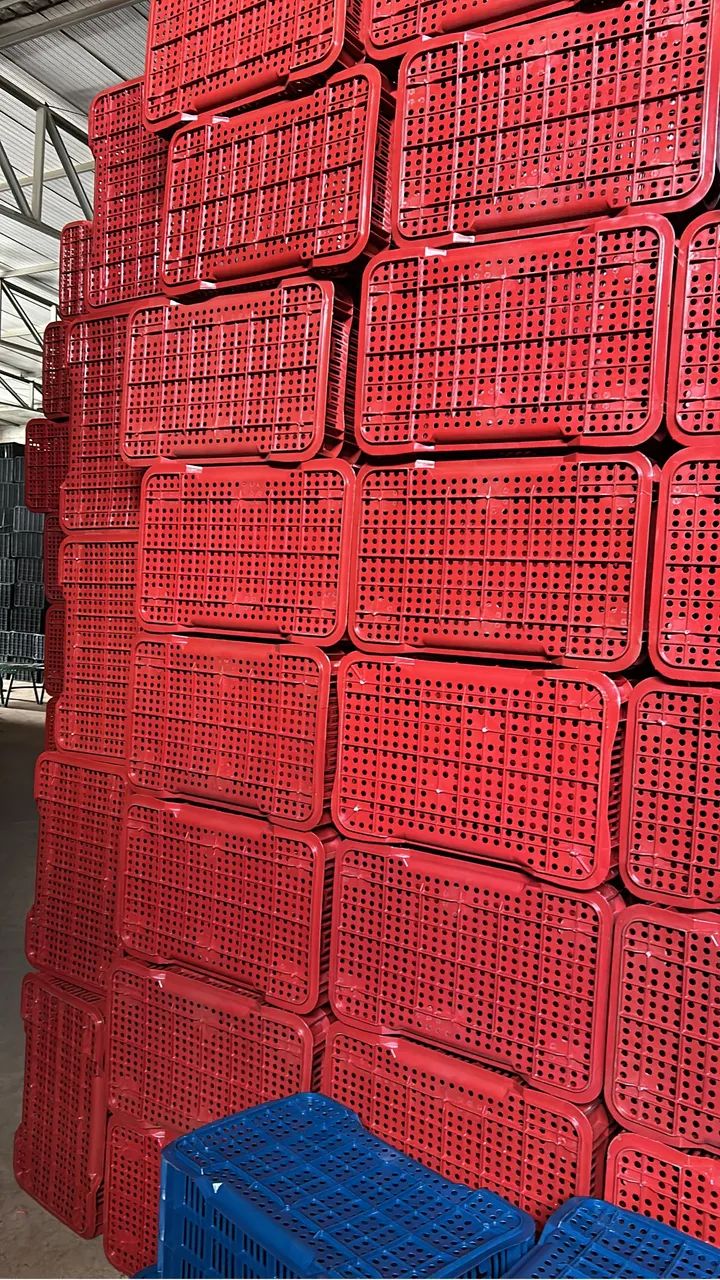 Caixas Plásticas Caixas Organizadoras Caixas hortifruti 