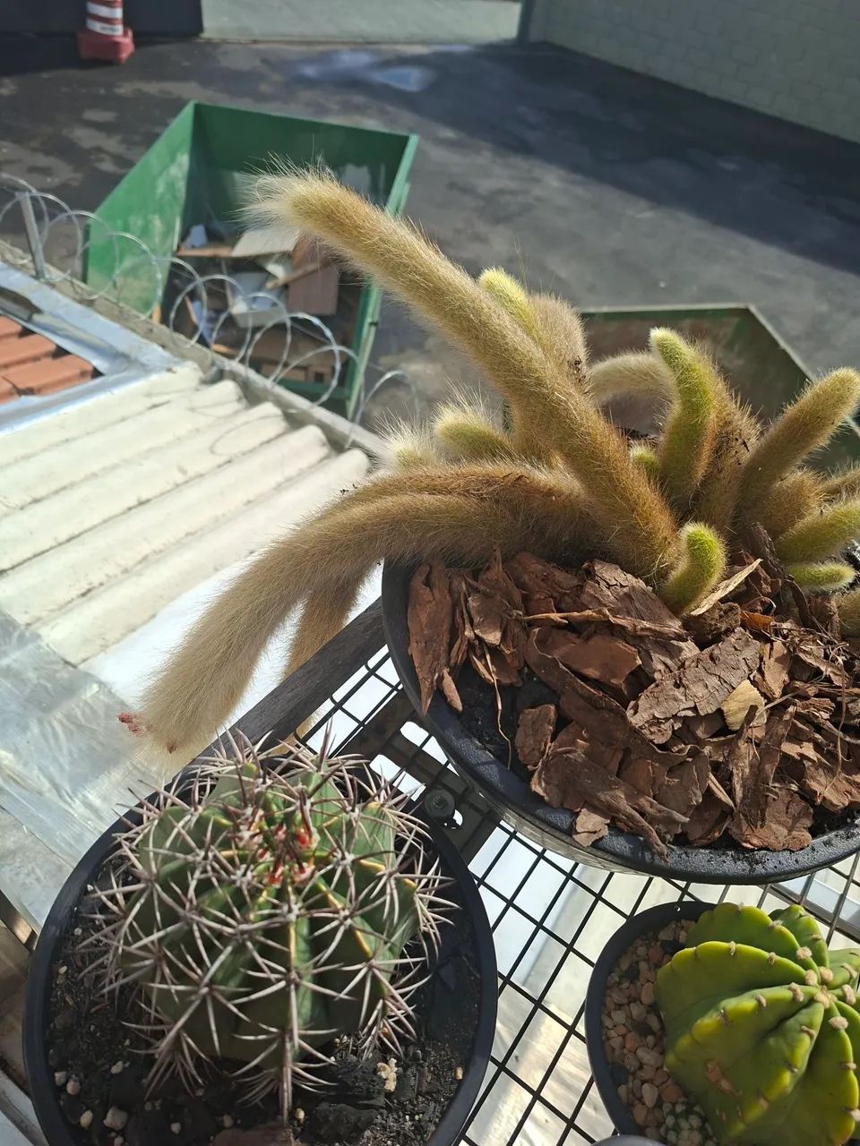 Cactos - Foto 4